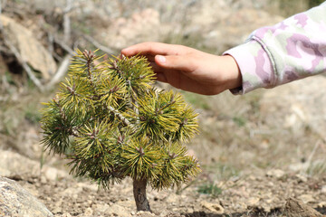 Close-up of a small wild pine with a girl's hand on top