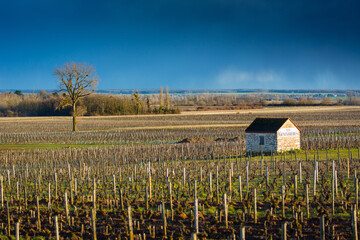 Cabotte Les Genevri&egrave;res dans les vignes de Meursault, en Bourgogne