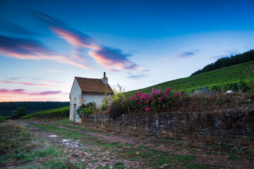 Cabotte Corton Les Pougets, dans les vignes d'Aloxe Corton, en Bourgogne