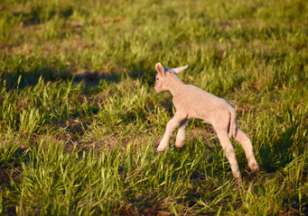 Happy and very cute baby lamp leaping in pasture 