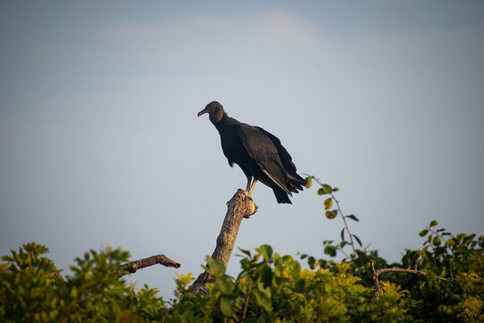 ave urubu parado en un arbol posando en el atardecer