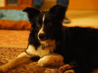 Border collie
