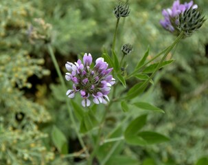 A beautiful flower in the garden