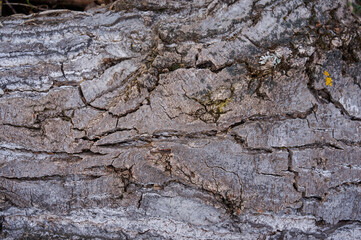 The trunk of an ancient, antique wood with a time-cracked gray bark 