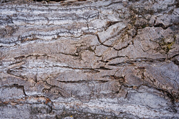 The trunk of an ancient, antique wood with a time-cracked gray bark 