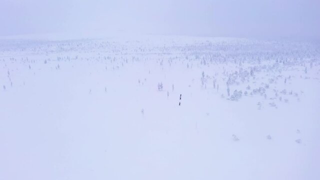 Aerial Drone View Of A Herd Of Dogs Pulling Sled In A Winter Forest. Riding Husky Sledge In Lapland