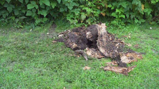 Overview of crashed and rooted out stumps in garden, sunny summer day. Close up video