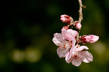 Obraz premium red apple flowers