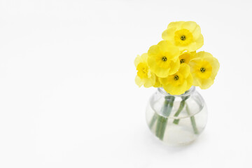 Springtime blooming yellow daffodils, spring blossoming narcissus (jonquil) flowers bouquet background, selective focus