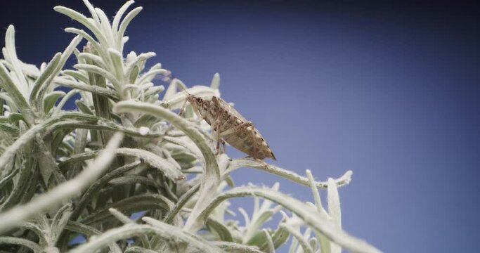 Close up of bedbug insect over succulent plant on blue background. Zoom in macro probe