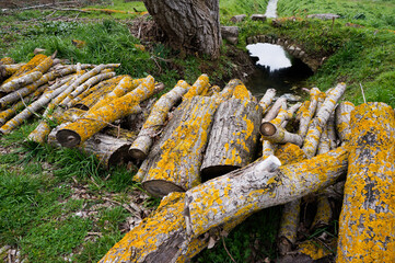a group of cut trunks of centuries-old, ancient trees covered with yellow moss 
