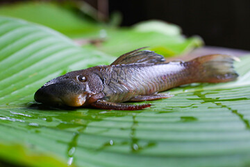 Side view of an armored catfish, Pseudorinelepis or locally called carachama placed on a leaf which is also used to make the local dish maito