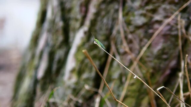 Green lacewing insect. The midge is green with wings. Insect on a branch in the forest.