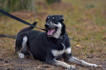 black and brown dog mongrel at animal shelter