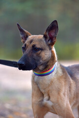 mongrel dog in the animal shelter waiting for the owners