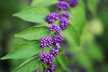 purple berries on a bush