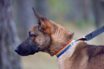 Naklejka premium mongrel dog in the animal shelter waiting for the owners