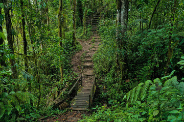 Obraz premium A hiking trail inside a tropical forest leading to an old wooden bridge