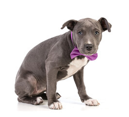 Puppy american staffordshire terrier with bow tie