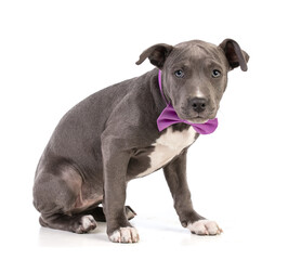 Obraz premium Puppy american staffordshire terrier with bow tie