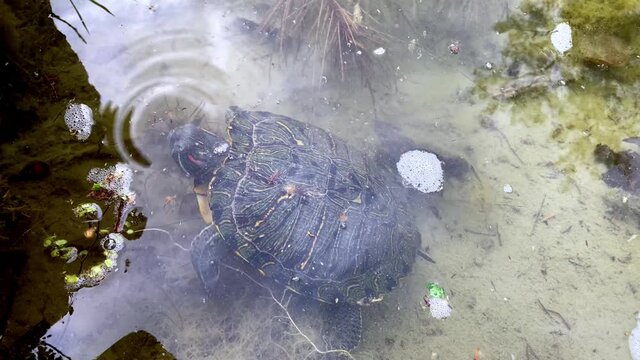 Red-eared sea turtle swims in the water of the pond looking for food, hunts for small fish.Turtles are diapsids of the order Testudines by a special bony or cartilaginous shell developed from ribs and