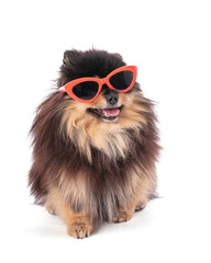 Portrait of an adorable Pomeranian bicolor with glasses