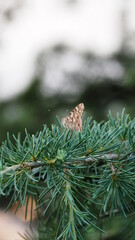 butterfly on a coniferous branch