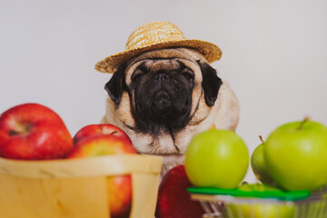 Close up of tired cute pug with red and green apples on orange background. Relaxed dog in straw hat...