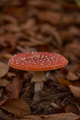 mushrooms in the autumn forest