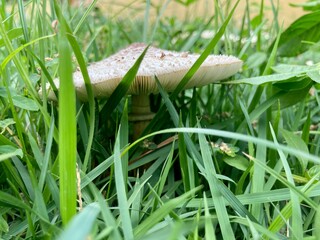 Mushrooms are seen in a residential garden. 