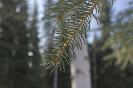 branches of a spruce pine tree 