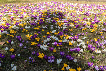 Crocuses blooming in spring.  Field of flowering crocus vernus, in March.