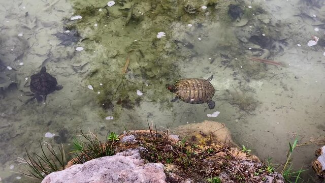 Red-eared sea turtle swims in the water of the pond looking for food, hunts for small fish.Turtles are diapsids of the order Testudines by a special bony or cartilaginous shell developed from ribs and