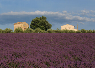 Two Cottages Within Vivid Violet Blooming Lavender Fields In Valensole France During A Sunny Day