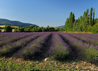 Vivid Violet Blooming Lavender Flowers In Row In Valensole France During A Sunny Day