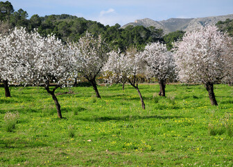 Rows Of Crooked Blooming Almond Trees On A Meadow In An Agricultural Field On The Balearic Island...