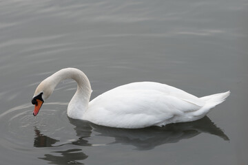 swan families