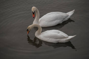 Obraz premium swan families