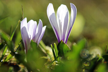 Nahaufnahme von zwei lila-weißen Krokussen, die im Frühling in einer Wiese blühen
