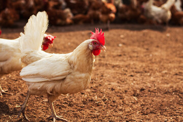 ein weißes Huhn, das neugierig auf dem Hof eines Bauernhofes geht. Im Hintergrund sind mehrere...