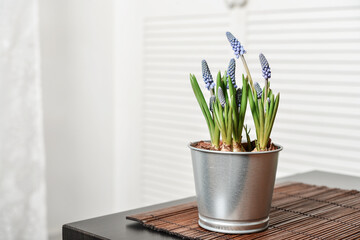 Muscari flowers in a pot