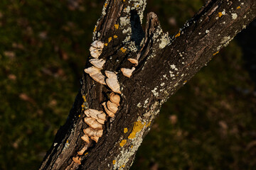 Obraz premium tree bark textures