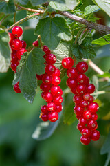 Rote Johannisbeeren (Ribes rubrum)