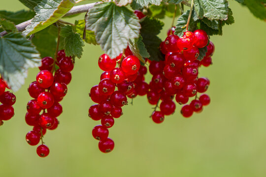 Rote Johannisbeeren (Ribes rubrum)