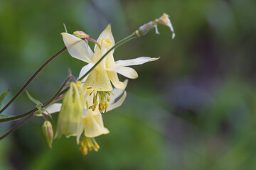 Obraz premium Yellow Columbine Flowers Closeup
