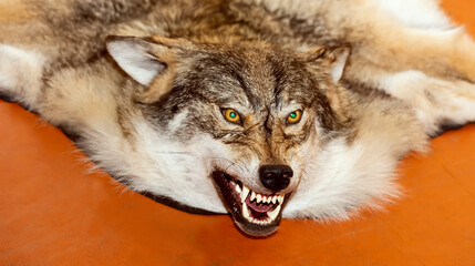 Wolf skin on the floor - luxury background