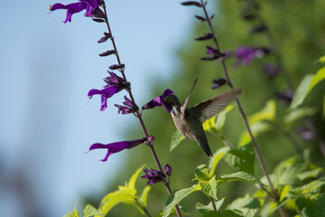 Hummingbirds in the garden with color on the yakima county indian reservation