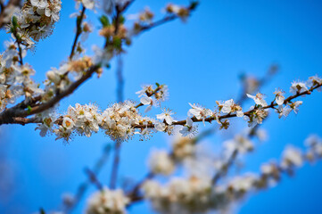 Beautiful nature with flowering tree and sun. Spring flowers with blurred background. Blossom tree over nature background with selective focus