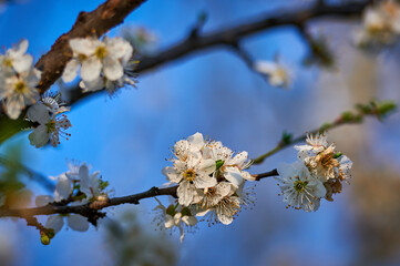 Beautiful nature with flowering tree and sun. Spring flowers with blurred background. Blossom tree over nature background with selective focus