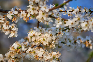 Beautiful nature with flowering tree and sun. Spring flowers with blurred background. Blossom tree over nature background with selective focus